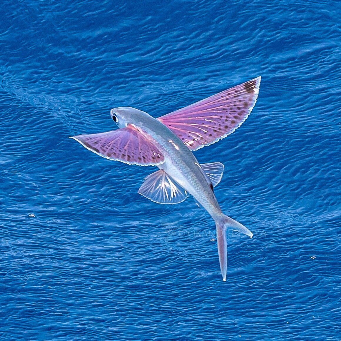 Крылья летучей рыбы. Тобико рыба летающая. Японская летучая рыба Дальневосточный длиннокрыл. Мальки летучей рыбы. Четырехкрылая летучая рыба.