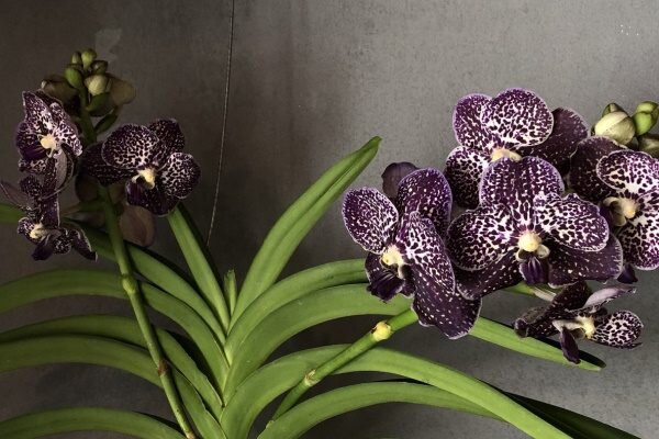 Правила посадки и выращивания орхидеи Черный Принц