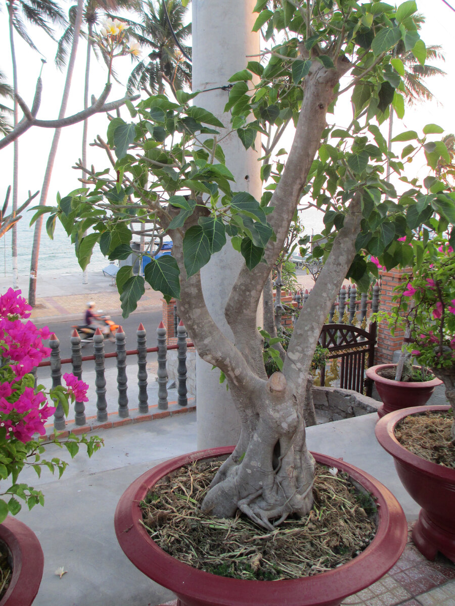  Какое именно деревце вы хотите сделать своим талисманом на благополучие и удачу