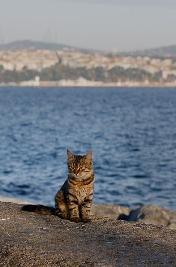 К сожалению, фото этого инцидента в очень низком качестве, поэтому пусть в качестве иллюстрации к статье будет этот мурлыка. Источник фото: https://show.7ya.ru/contest-showphoto.aspx?RubrID=1468&PhotoID=3864748&sort=PhotoName