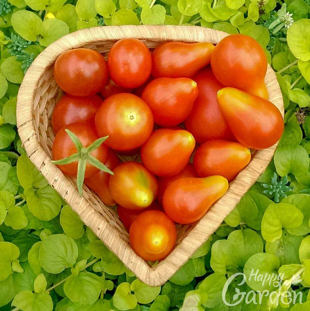 Сорта на фото: Черри и Грушка консервная