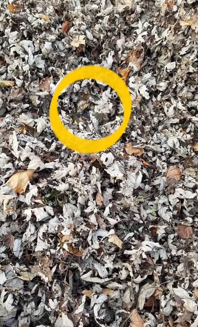      Источник: https://www-rover-com.cdn.ampproject.org