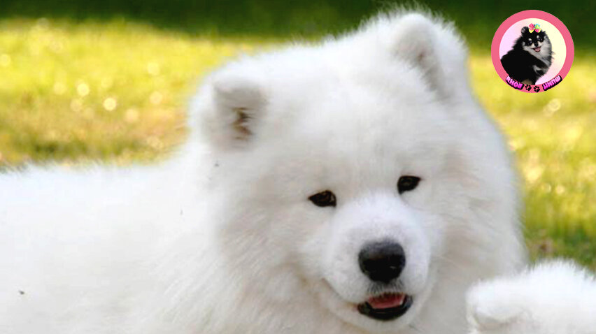 Белый самоед 🐾 Шпиц Боня