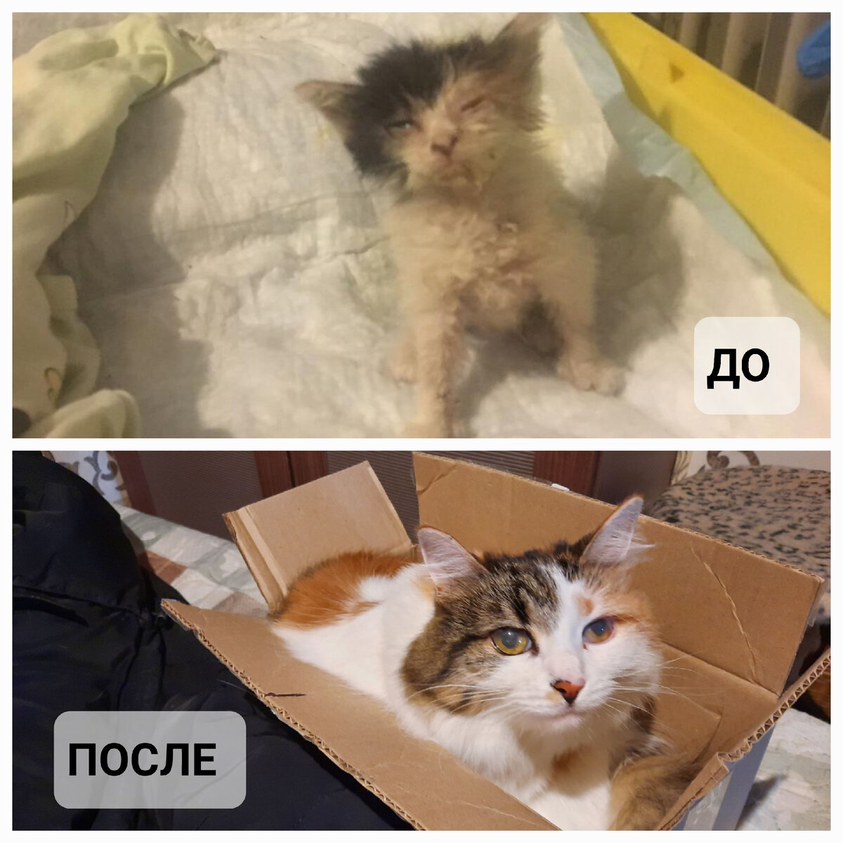 Моя Юша, нашли в сентябре, в дождь под ветками, еле вытащили из лап смерти.