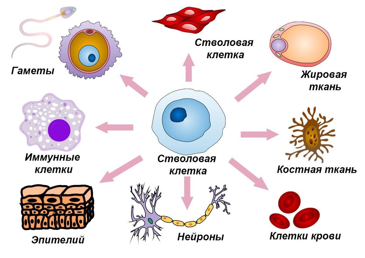 Стволовые клетки и их применение в медицине презентация