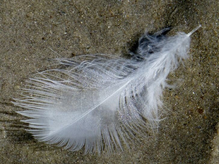 Фото: Pixabay