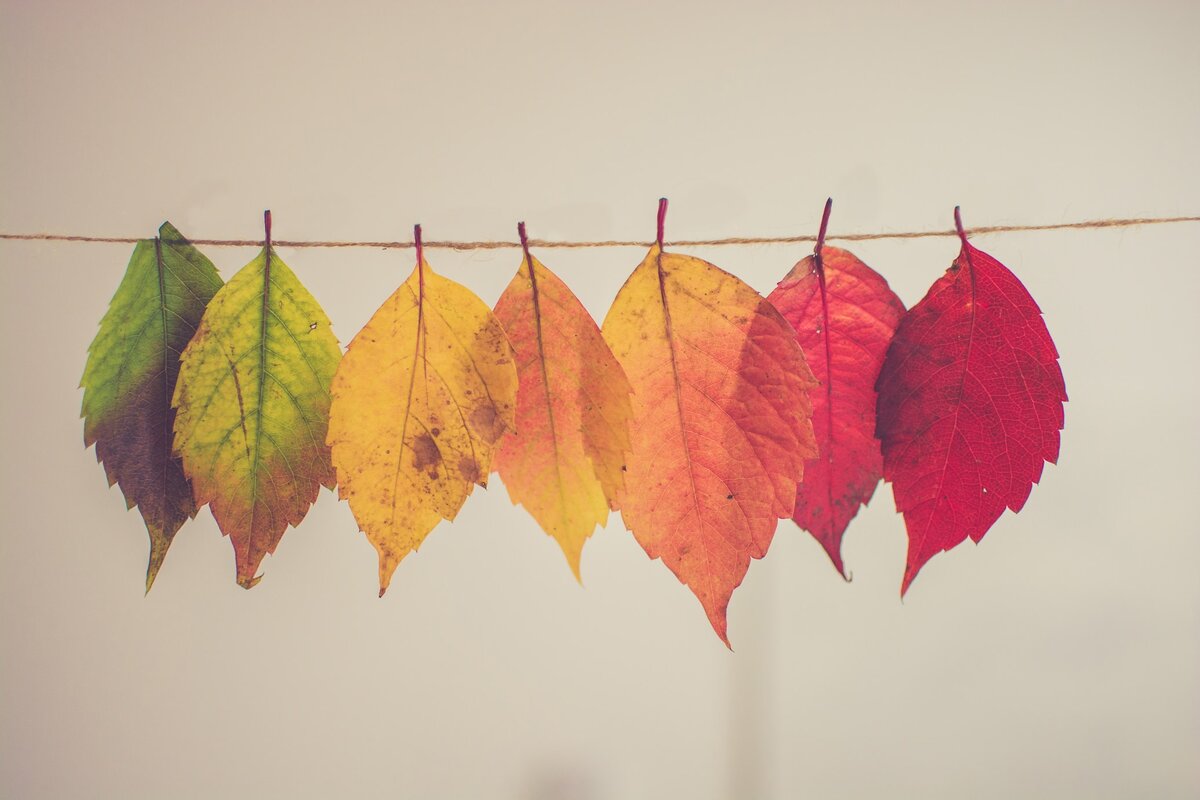 Почему осенью листья меняют цвет?