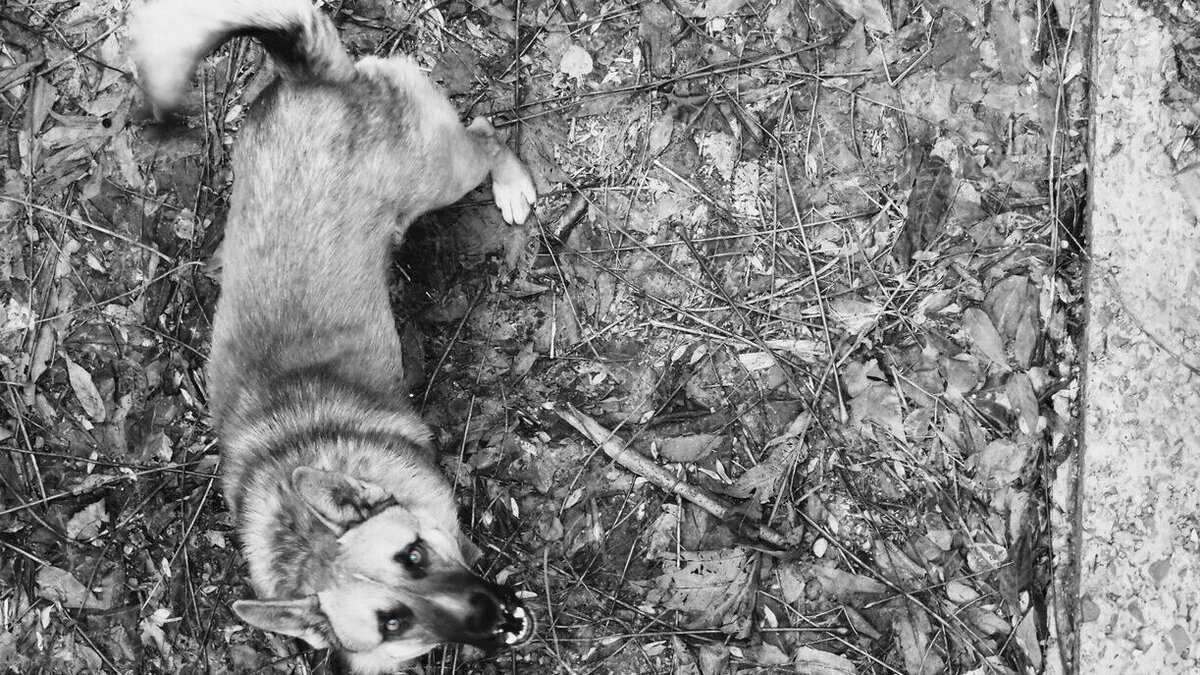     Омичка пожаловалась в соцсетях на громадную стаю в Октябрьском округе. Собаки кучкуются по ночам на территории школы.