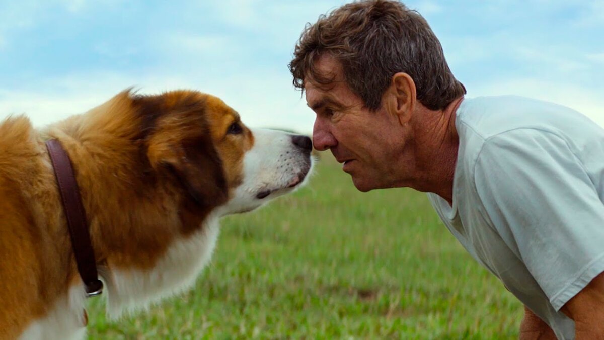 A Dog's Purpose, 2017