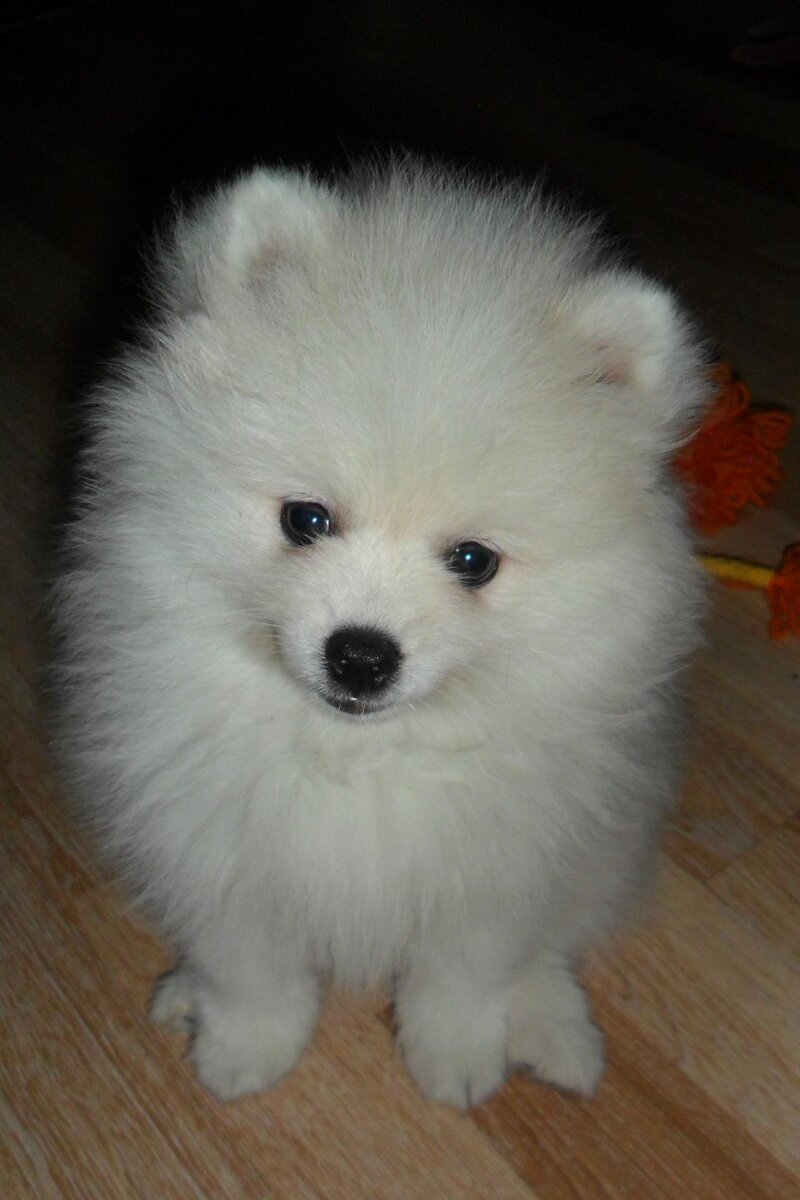 Малому Шпицу - Чакки, 2 месяца. Только приехал к нам на поезде из города Омска. Видно что будет тип - Лисичка, мордочка вытянутая.