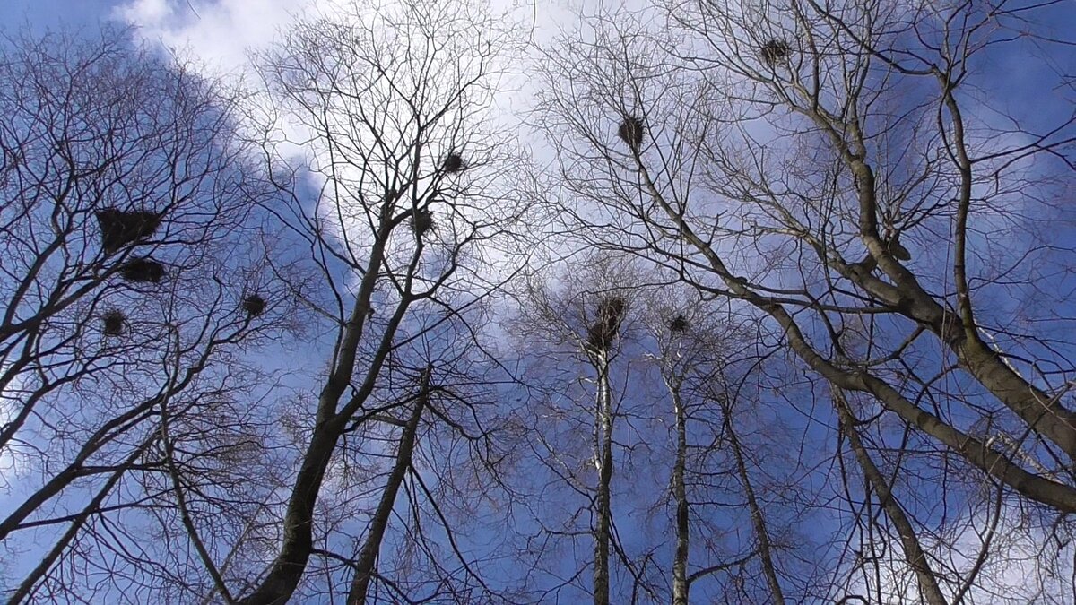 Грачевник в Пушкине.