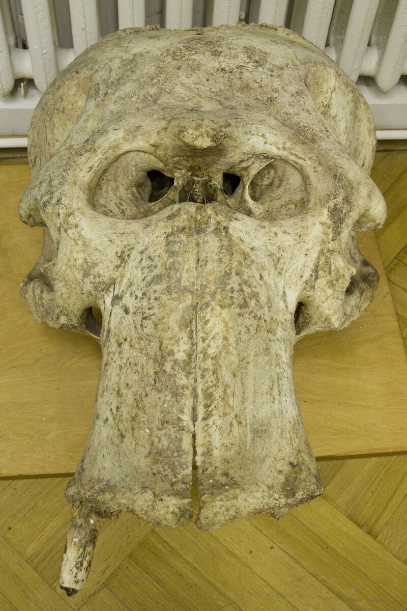 Слоновый череп