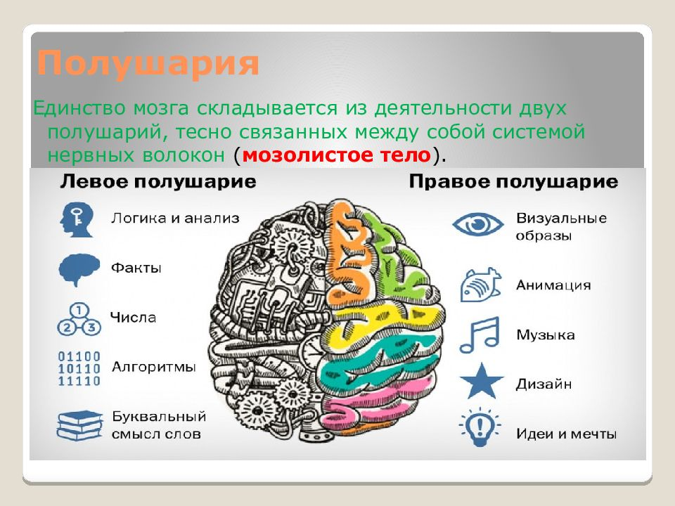 Что делает мозг. Полушария мозга. Два полушария мозга. Взаимодействие полушарий мозга. Тренировка полушарий мозга.