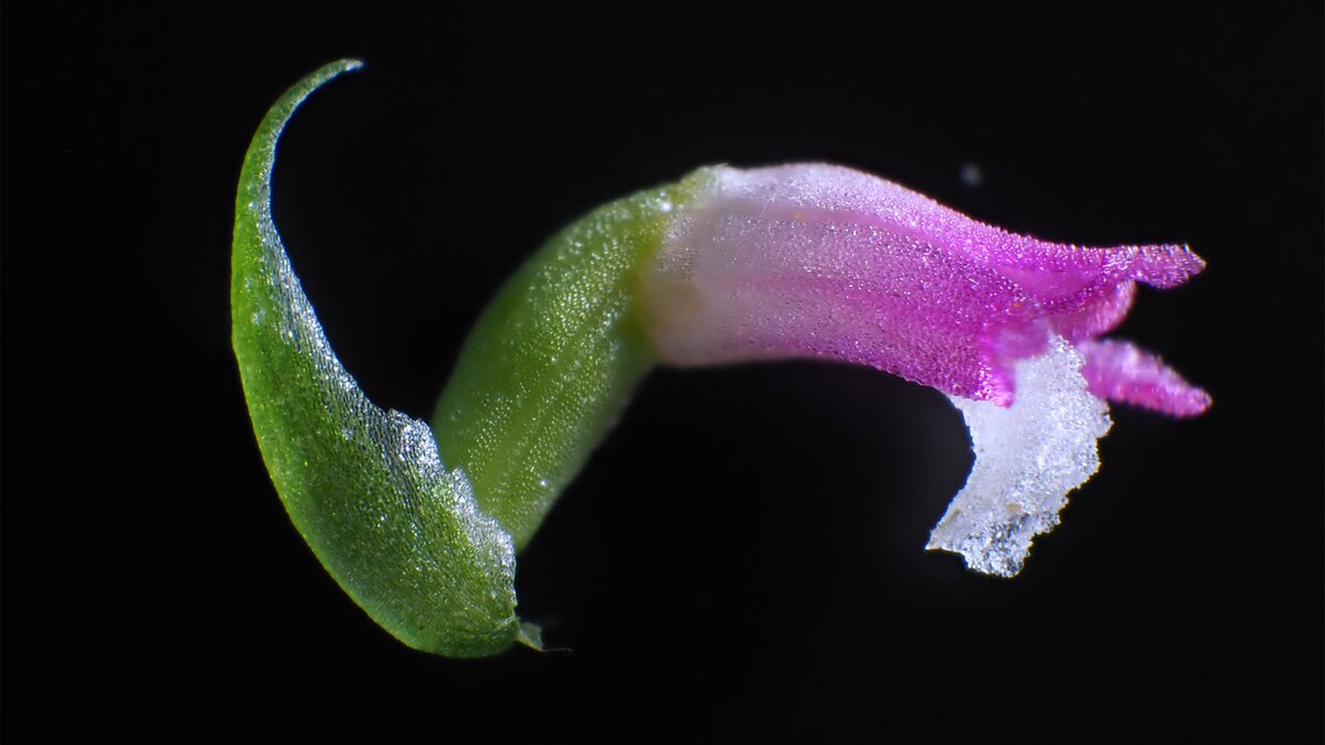 Spiranthes hachijoensis — фото недавно идентифицированный вида розовой орхидей из Японии.