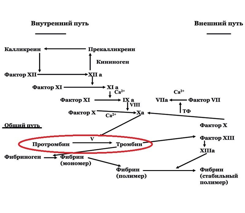 Схема свертывания крови