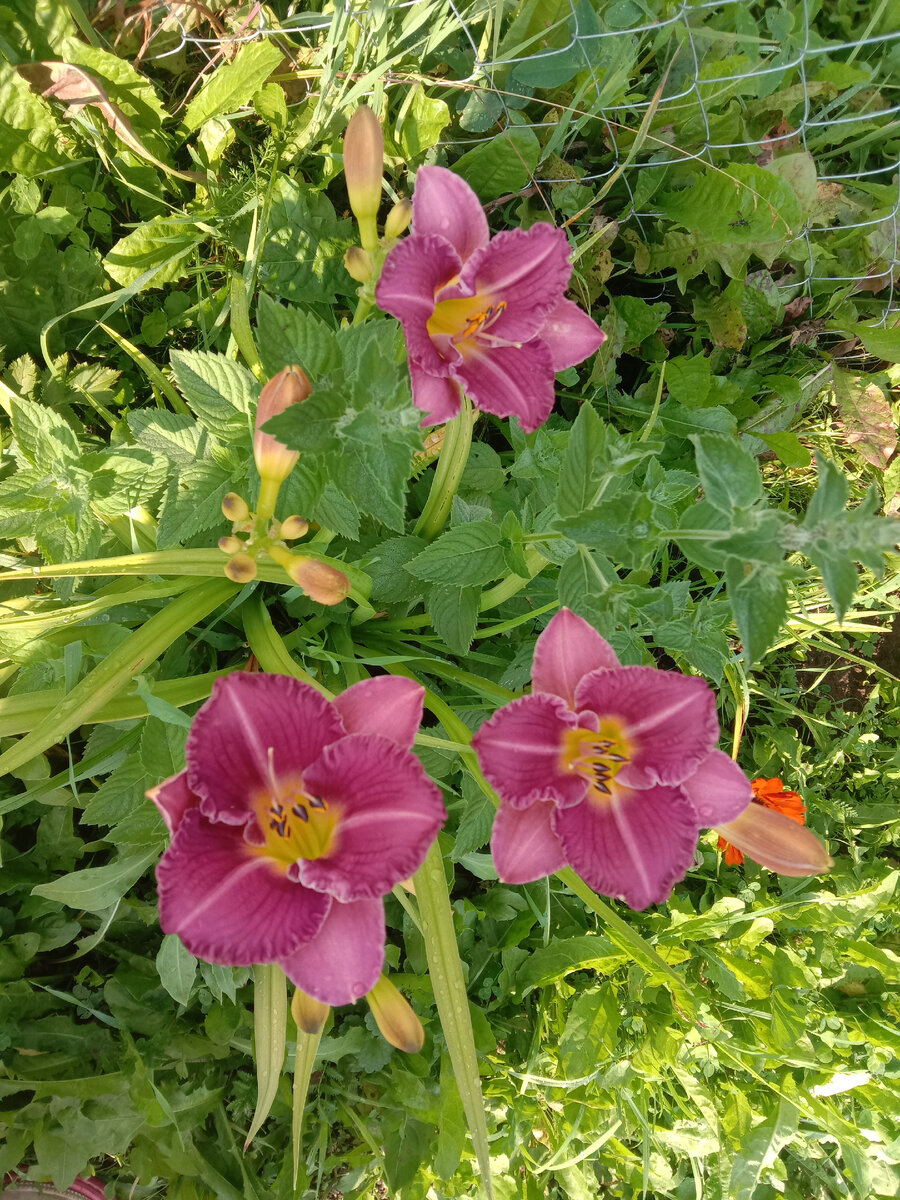 лилейник-любимка!