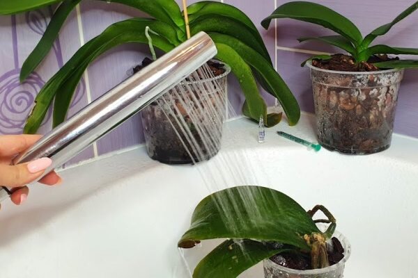 Как правильно поливать орхидею (на примере Фаленопсиса)