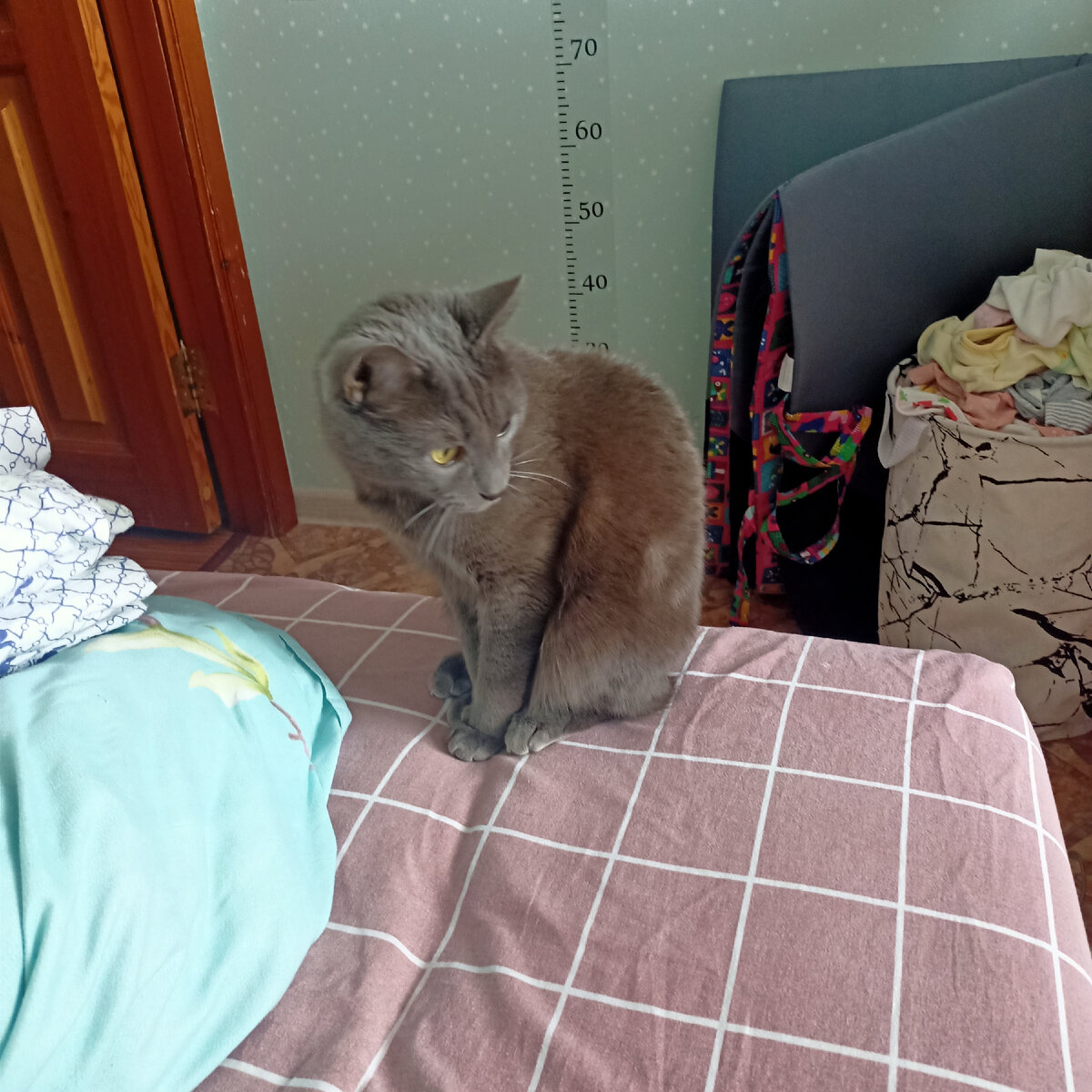 Кот. На этой фотографии видна корзинка с бельем.