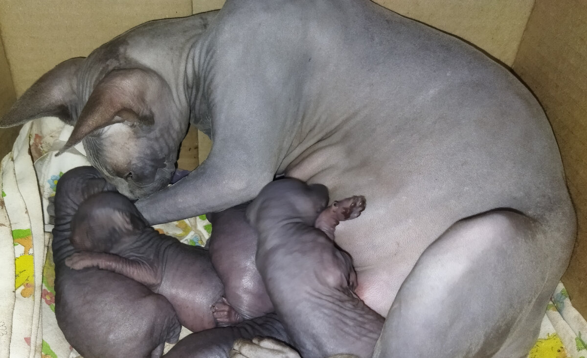 Начали открывать глазки. 