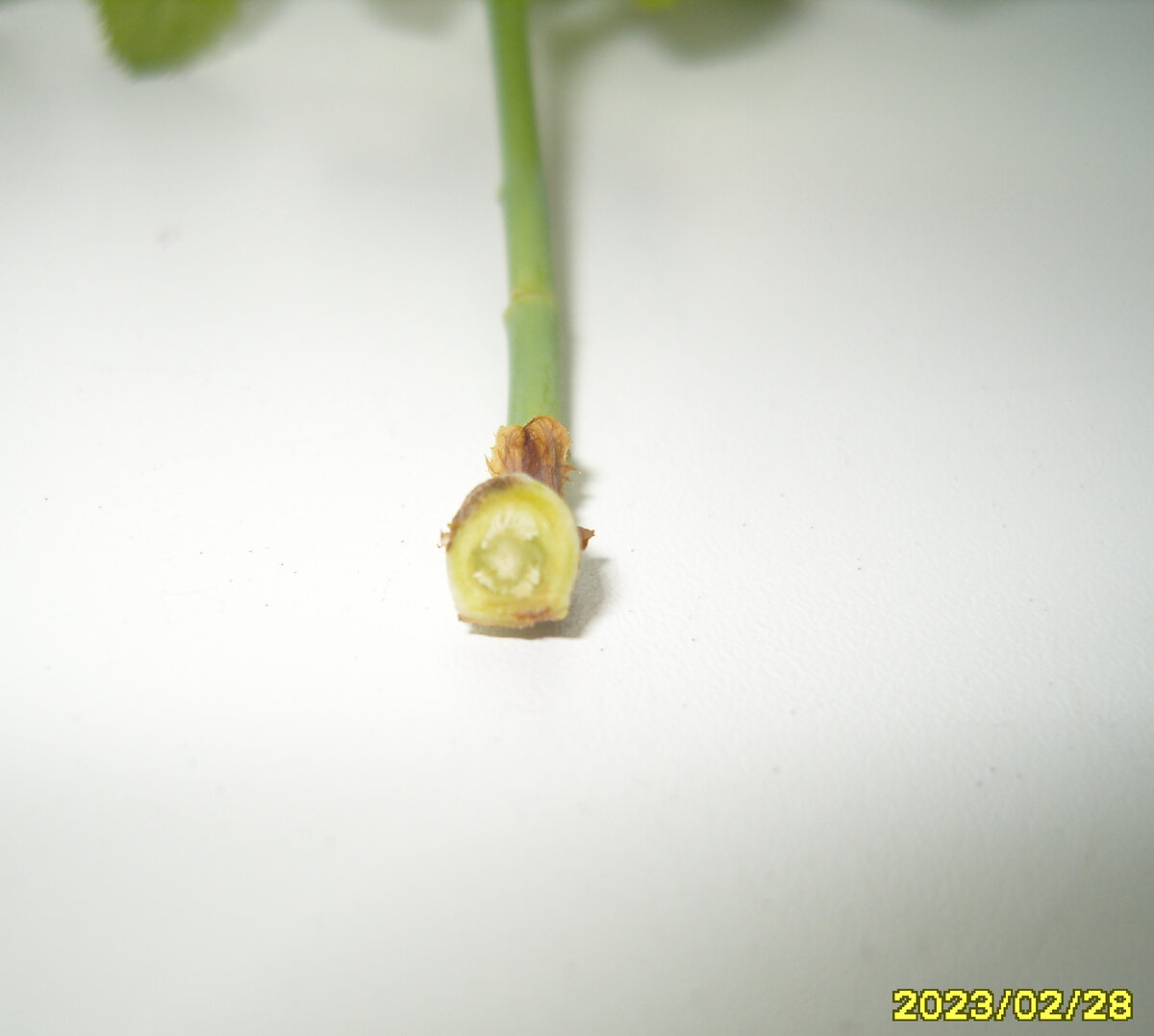 Нижний срез проснувшейся почки