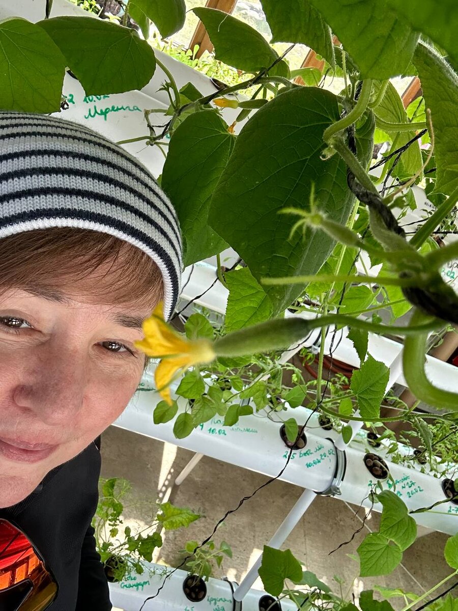 В гидропонике ИНК растут огурцы.