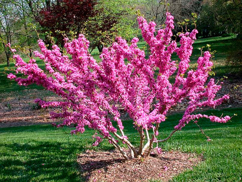 Прирост в год около метра