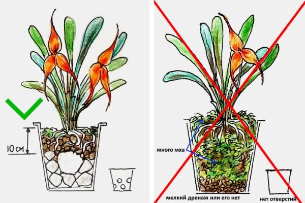 Правильная пересадка орхидей: раскладываем все по полочкам