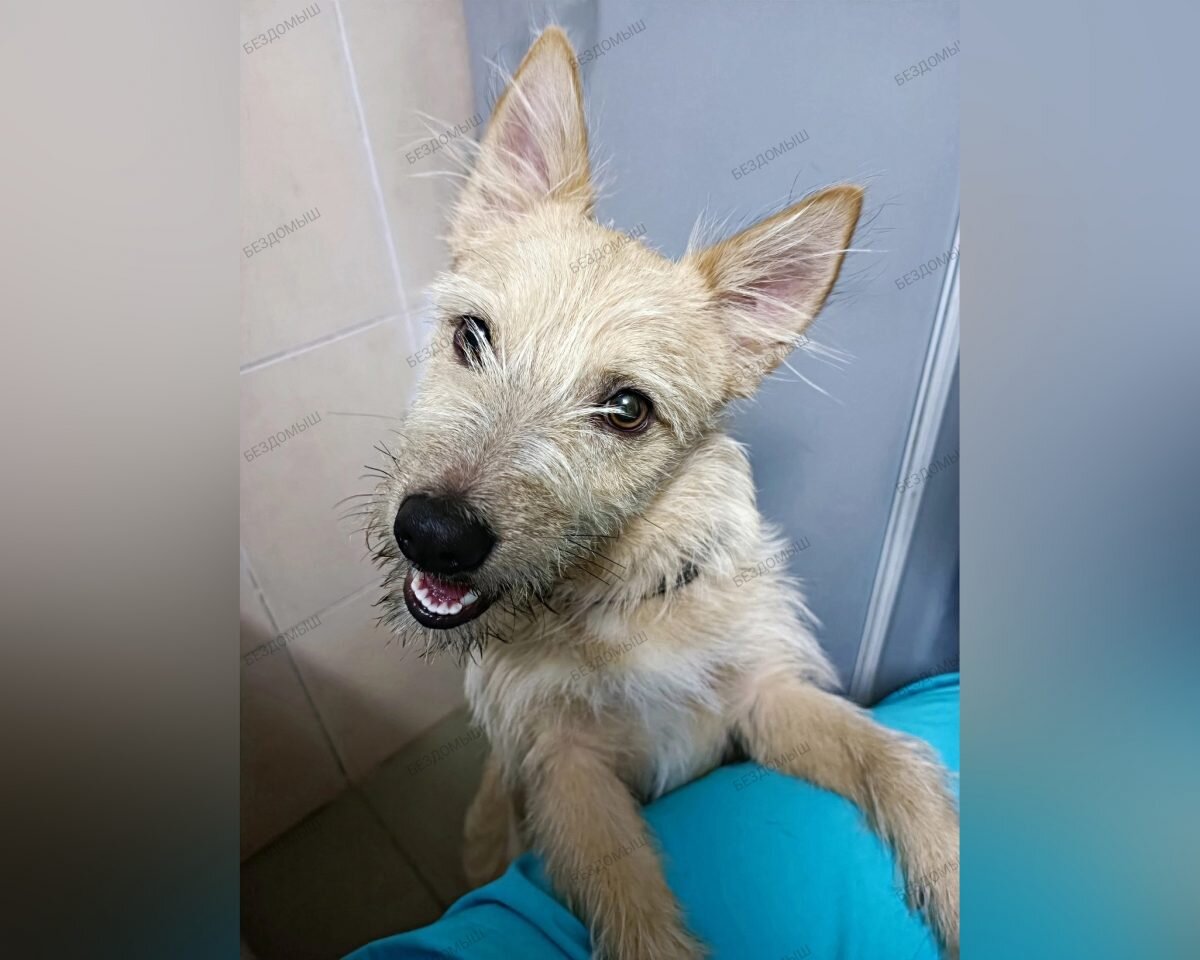    Терьер прожил в новом доме больше месяца Арина Полтанова