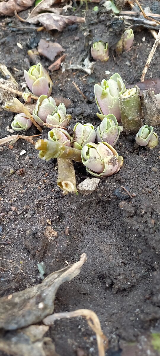 Очиток видный выпускает новые побеги