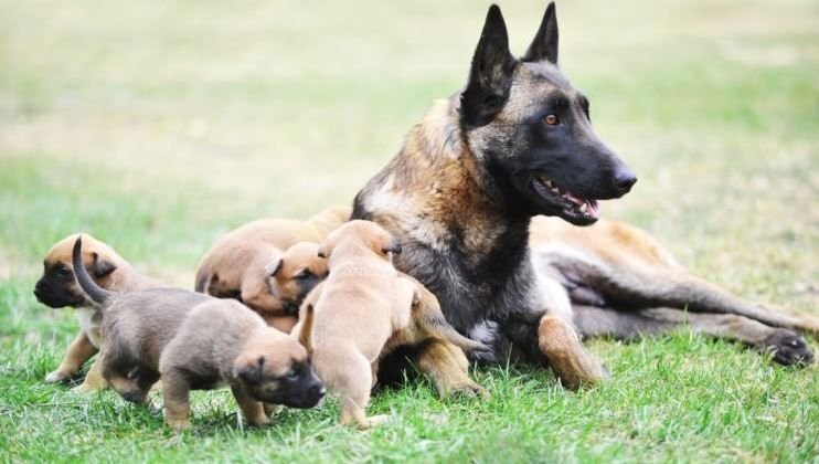      Бельгийская овчарка с щенками