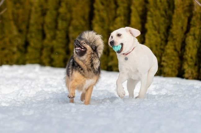      Дворняжка и лабрадор