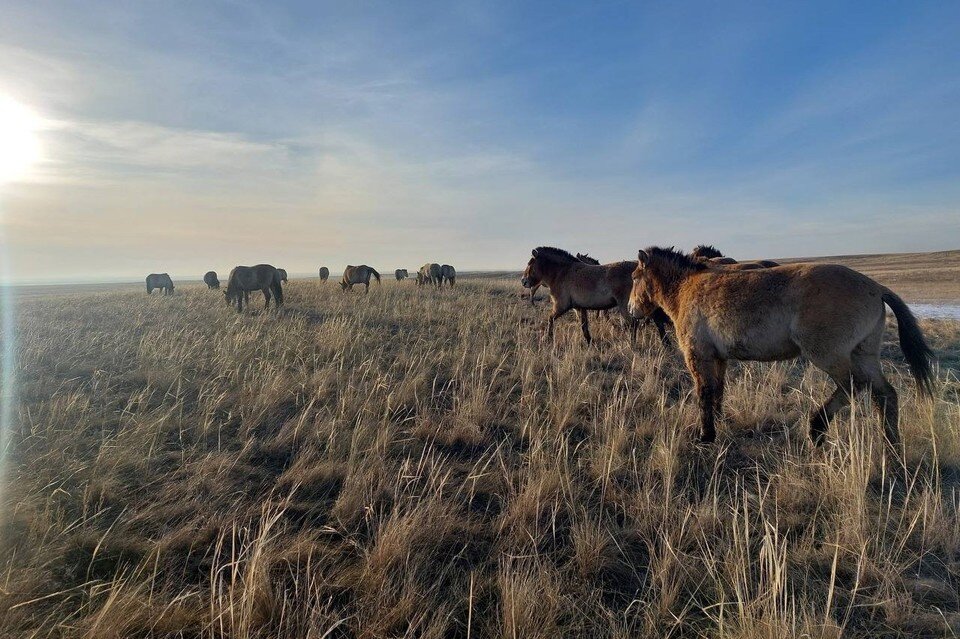     Все лошади Пржевальского сейчас выглядят темнее обычного. Фото: Евгений Булгаков
