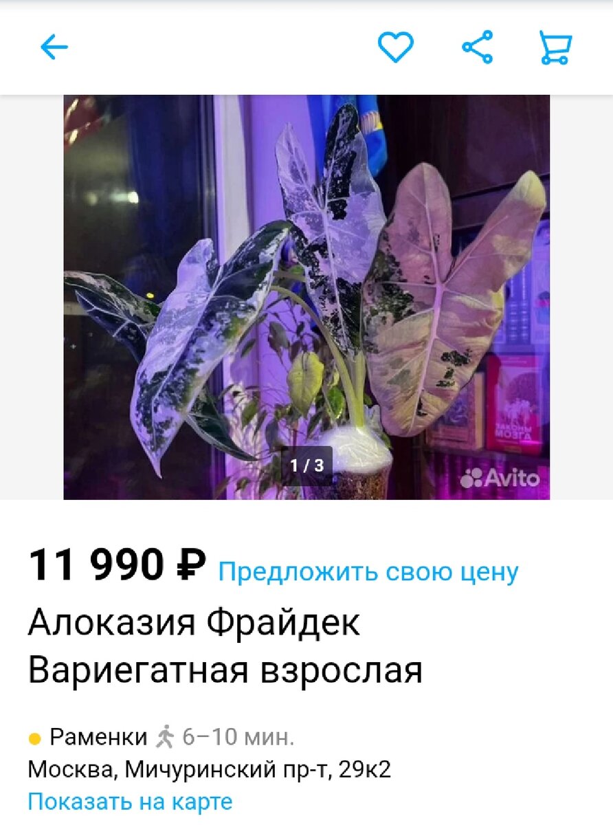 Скриншот с Авито