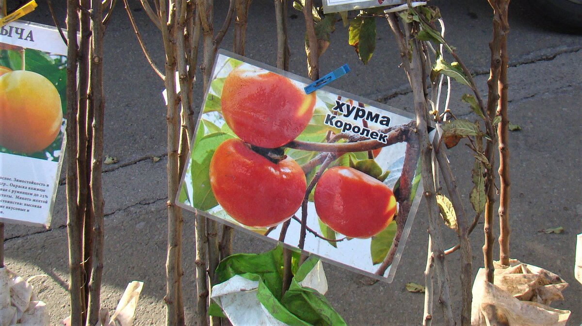 Фото с ярмарки