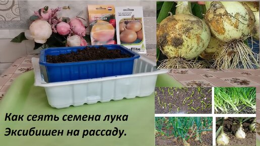 Лук Эксибишен выращивание из семян и уход.