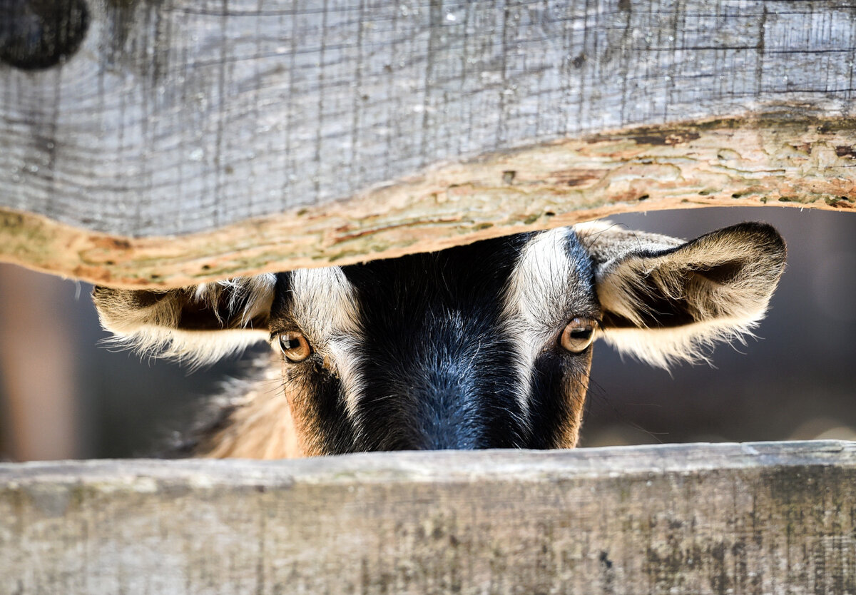 Источник фото - https://goo.su/Qksn