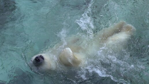 У Кая сегодня праздник. Налили воду в бассейн и подарили игрушку. 24.03.2023