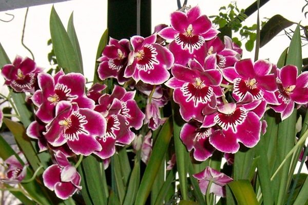 Тигровая орхидея: правила ухода в домашних условиях и особенности окраса (20 фото)