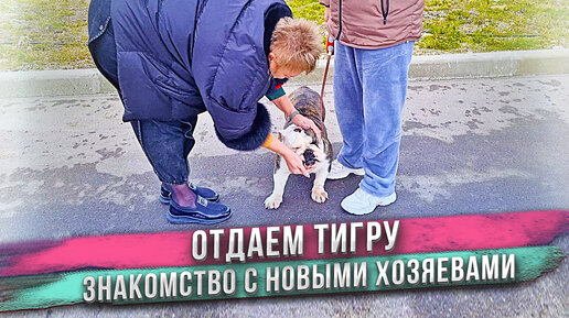 Tải video: Отдаем любимую собаку! Полгода искали именно таких хозяев для Тигры! Кто теперь её новые хозяева и как Тигра живет в новом доме?!