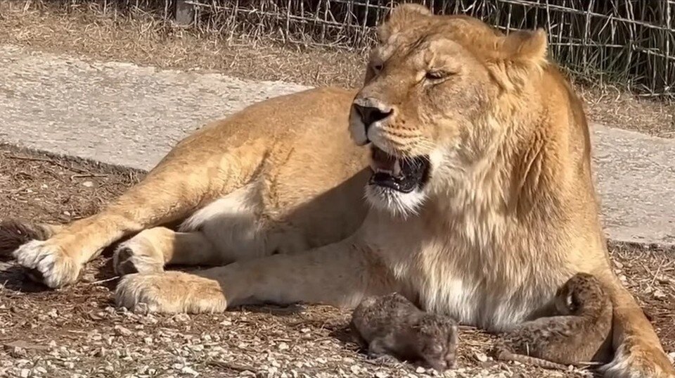     В "Тайгане" львица родила трех малышей на глазах у посетителей. Фото: парк львов "Тайган"