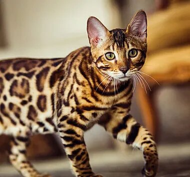 Бенгальская кошка