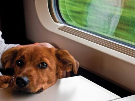    ://animals-travel.ru