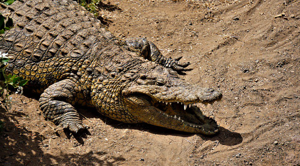 Крокодил это пресмыкающееся животное. Песчаный крокодил. Крокодил из песка. Крокодил на песке. Бронированный крокодил.
