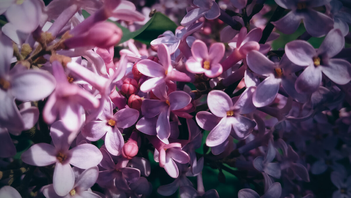 Сибирь. Сирень