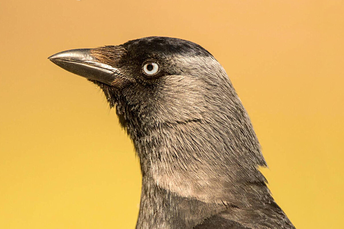 ������, ��������� �������� ���� "Corvus monedula" ����� ��������� �� ��� ������������ � ������� + ������� + ��������. �� ���� �������� ���������� ������. �� ��������� � ���������. ����� ������.