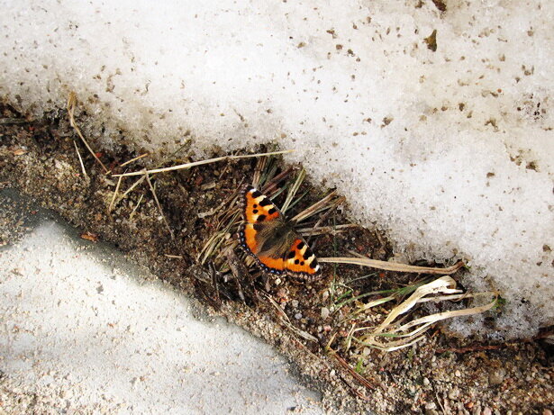 Крапивница на снегу