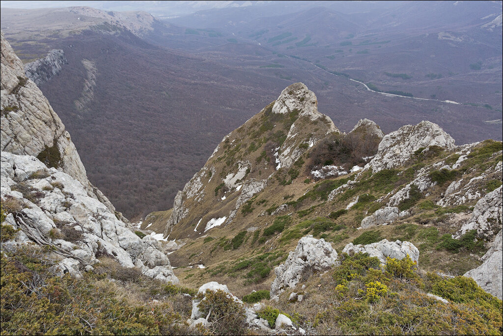 Роза чатыр даг фото и описание