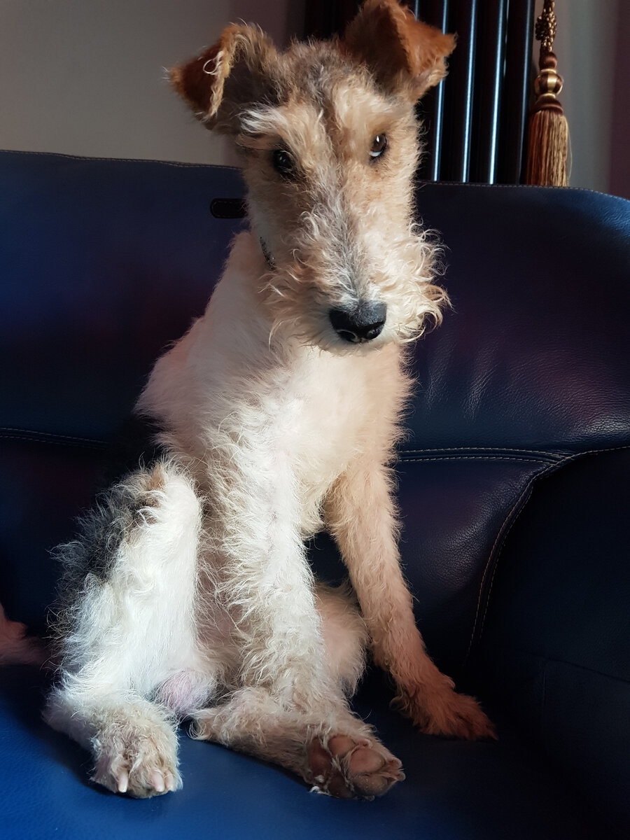 Здрасьте, ...забор покрасьте