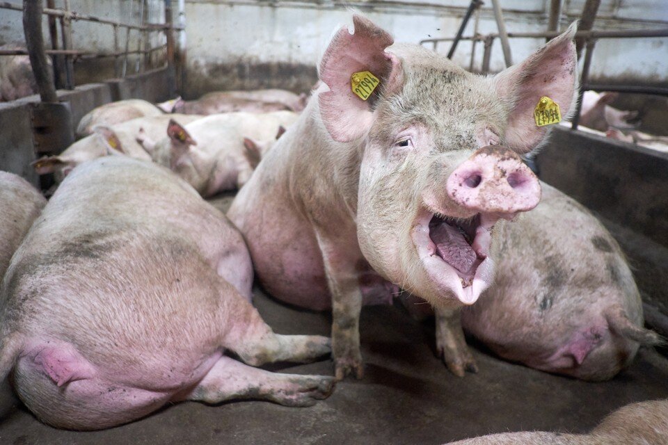     Болезнь Ауески передается через свинину. Артем КИЛЬКИН