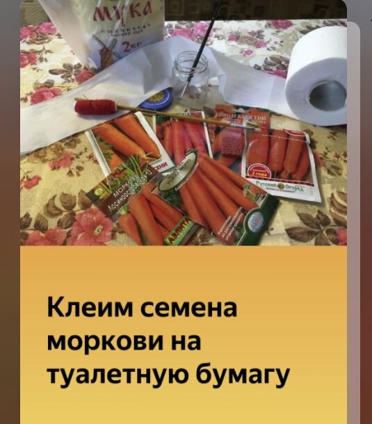 Как клеить морковь. Морковь на ленте из туалетной бумаги. Посев моркови на туалетную бумагу. Как наклеить семена моркови на ленту. На какой клей клеить семена моркови на туалетную бумагу.